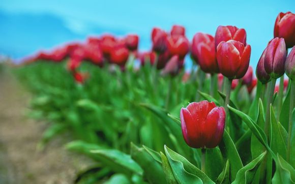 观澜湖旅游度假区要门票吗