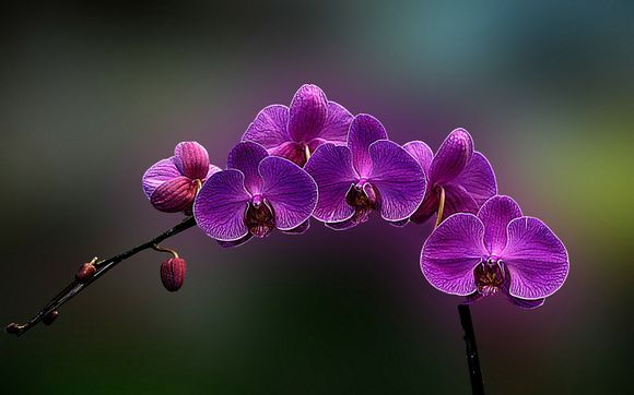 国花郎酒怎么样